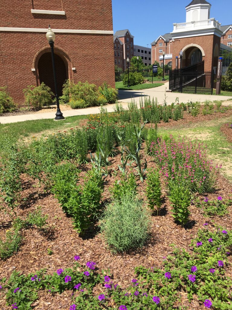 Pollinator garden on UMW campus. Next to Anderson Center.